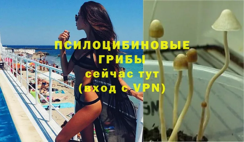 Галлюциногенные грибы Psilocybe  Мурманск 